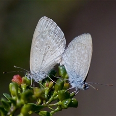 Zizina otis (Common Grass-Blue) at Cotter River, ACT - 23 Nov 2024 by KorinneM