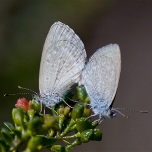 Zizina otis (Common Grass-Blue) at Cotter River, ACT by KorinneM