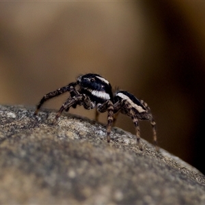 Jotus frosti at Cotter River, ACT - 23 Nov 2024 03:40 PM