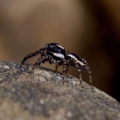 Jotus frosti (Frost's jumping spider) at Cotter River, ACT - 23 Nov 2024 by KorinneM