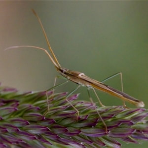 Mutusca brevicornis (A broad-headed bug) at Cotter River, ACT by KorinneM