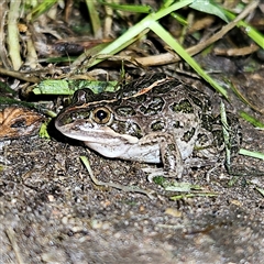 Limnodynastes tasmaniensis (Spotted Grass Frog) at Braidwood, NSW - 30 Nov 2024 by MatthewFrawley