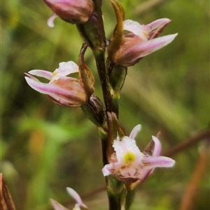 Prasophyllum pictum (Painted Leek Orchid) at Ebor, NSW by Csteele4