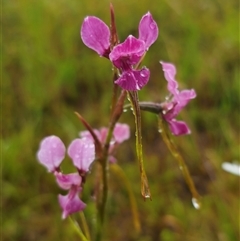 Diuris sp. aff. dendrobioides (Ebor) (Ebor Donkey Orchid) at Ebor, NSW - 30 Nov 2024 by Csteele4