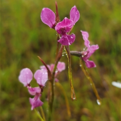 Diuris sp. aff. dendrobioides (Ebor) (Ebor Donkey Orchid) at Ebor, NSW - 30 Nov 2024 by Csteele4