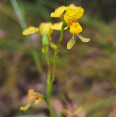 Diuris chrysantha (Double Yellow Tails) by Csteele4