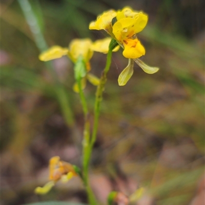 Diuris chrysantha (Double Yellow Tails) by Csteele4