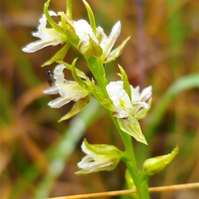 Prasophyllum graniticola (Granite Leek Orchid) at Ebor, NSW - 30 Nov 2024 by Csteele4