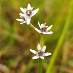 Unidentified Lily or Iris at Bald Blair, NSW - 30 Nov 2024 by Csteele4