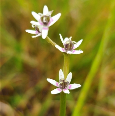 Unidentified Lily or Iris at Bald Blair, NSW - 30 Nov 2024 by Csteele4