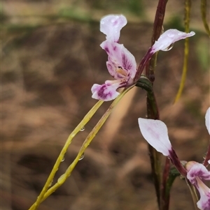 Diuris minor at Bald Blair, NSW by Csteele4