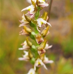 Prasophyllum dossenum (New England Leek Orchid) at Bald Blair, NSW - 30 Nov 2024 by Csteele4