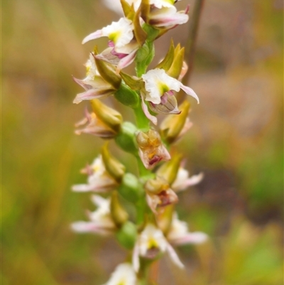 Prasophyllum dossenum (New England Leek Orchid) at Bald Blair, NSW - 30 Nov 2024 by Csteele4