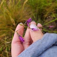 Arthropodium fimbriatum (Nodding Chocolate Lily) at Bald Blair, NSW - 30 Nov 2024 by Csteele4