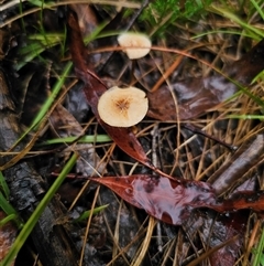 Lentinus arcularius (Fringed Polypore) at Ebor, NSW - 30 Nov 2024 by Csteele4