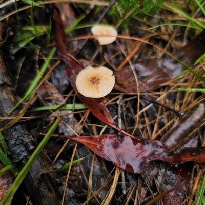 Lentinus arcularius (Fringed Polypore) at Ebor, NSW - 30 Nov 2024 by Csteele4