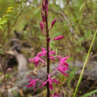 Dipodium punctatum (Blotched Hyacinth Orchid) at Hillgrove, NSW - 29 Nov 2024 by Csteele4