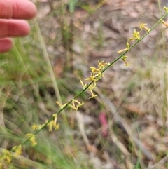 Stackhousia viminea (Slender Stackhousia) at Hillgrove, NSW - 29 Nov 2024 by Csteele4