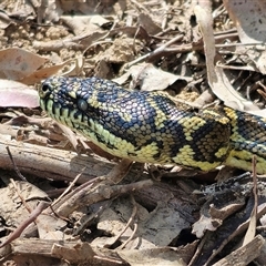 Morelia spilota at Dundurrabin, NSW - 26 Nov 2024 by Csteele4