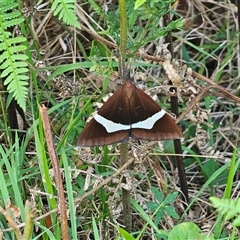 Epidesmia tricolor (Three-coloured Epidesmia) at Dundurrabin, NSW - 27 Nov 2024 by Csteele4