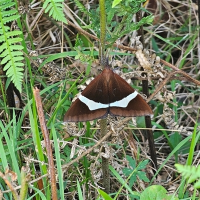 Unidentified Geometer moth (Geometridae) at Dundurrabin, NSW - 27 Nov 2024 by Csteele4