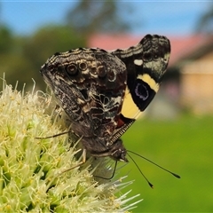 Vanessa itea at Dundurrabin, NSW - 27 Nov 2024 by Csteele4