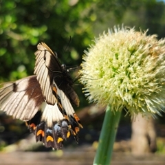 Papilio aegeus (Orchard Swallowtail, Large Citrus Butterfly) at Dundurrabin, NSW - 27 Nov 2024 by Csteele4