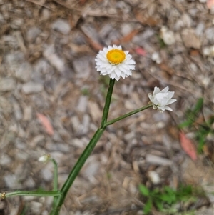 Ammobium alatum (Winged Everlasting) at The Gulf, NSW by Csteele4