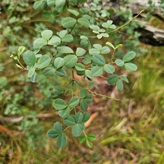 Goodia lotifolia (Golden Tip) at The Gulf, NSW - 28 Nov 2024 by Csteele4