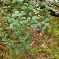 Goodia lotifolia (Golden Tip) at The Gulf, NSW - 27 Nov 2024 by Csteele4