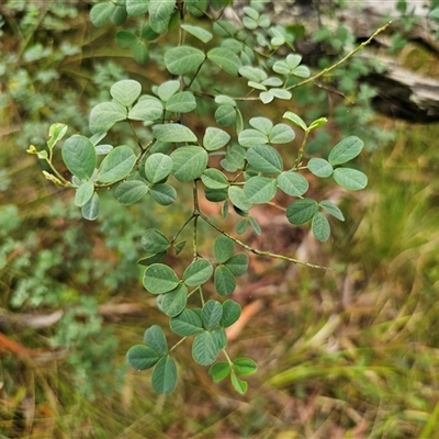 Goodia lotifolia (Golden Tip) at The Gulf, NSW - 27 Nov 2024 by Csteele4