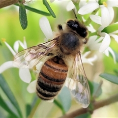 Apis mellifera (European honey bee) at Killara, VIC - 23 Nov 2024 by KylieWaldon