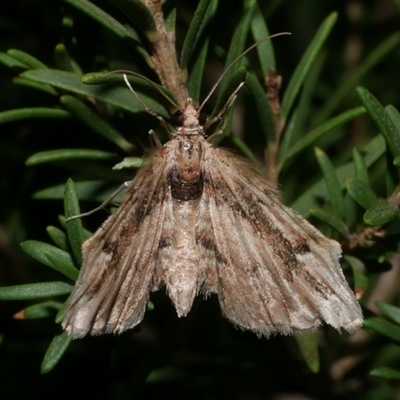 Chloroclystis approximata (Plumed or Cherry Looper) at Freshwater Creek, VIC - 18 May 2020 by WendyEM