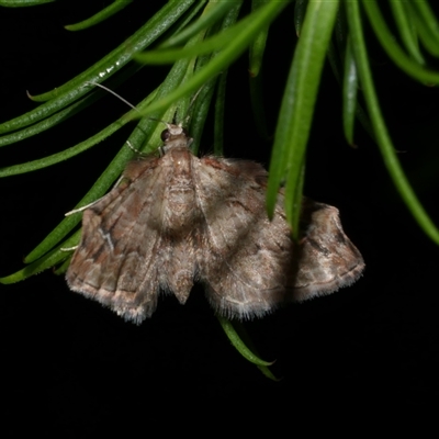 Chloroclystis approximata (Plumed or Cherry Looper) at Freshwater Creek, VIC - 18 May 2020 by WendyEM