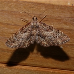 Chloroclystis approximata (Plumed or Cherry Looper) at Freshwater Creek, VIC - 21 May 2020 by WendyEM