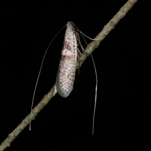 Ceromitia iolampra (A Fairy moth) at Freshwater Creek, VIC by WendyEM