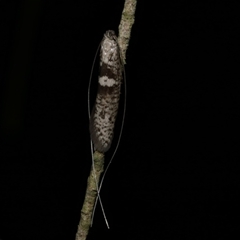 Ceromitia iolampra (A Fairy moth) at Freshwater Creek, VIC - 22 May 2020 by WendyEM