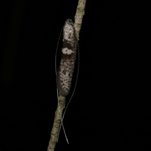 Ceromitia iolampra (A Fairy moth) at Freshwater Creek, VIC by WendyEM