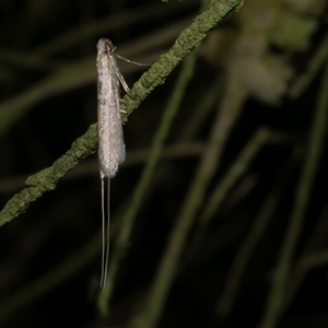 Ceromitia (genus) (A Fairy moth) at Freshwater Creek, VIC by WendyEM