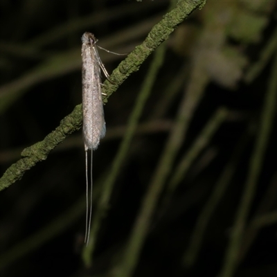 Ceromitia (genus) (A Fairy moth) at Freshwater Creek, VIC - 22 May 2020 by WendyEM