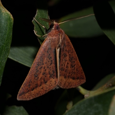 Cycloprorodes melanoxysta (Black-edged Geometrid) at Freshwater Creek, VIC - 24 May 2020 by WendyEM