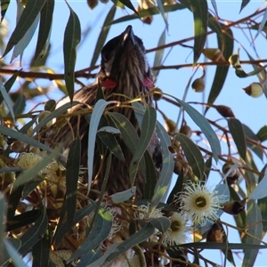 Anthochaera carunculata (Red Wattlebird) at Higgins, ACT by Jennybach