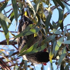 Anthochaera carunculata at Higgins, ACT - 8 Sep 2014 04:46 PM