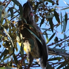 Anthochaera carunculata at Higgins, ACT - 8 Sep 2014 04:46 PM