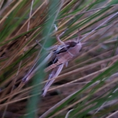 Praxibulus sp. (genus) (A grasshopper) at Bungendore, NSW - 30 Nov 2024 by clarehoneydove