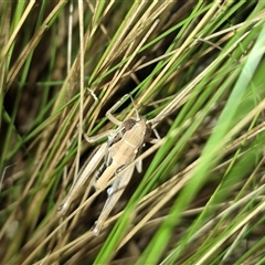 Praxibulus sp. (genus) at Bungendore, NSW - suppressed