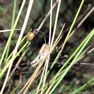 Praxibulus sp. (genus) at Bungendore, NSW - suppressed