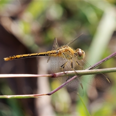 Diplacodes bipunctata at Theodore, ACT - 23 Feb 2024 by RomanSoroka