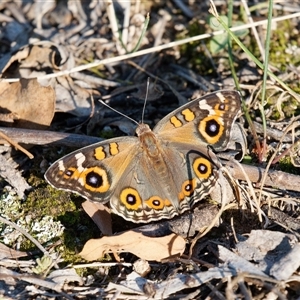 Junonia villida at Theodore, ACT - 23 Feb 2024 06:18 PM