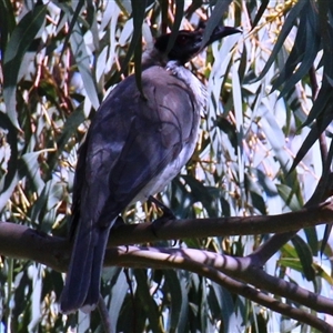 Philemon corniculatus (Noisy Friarbird) at Higgins, ACT by Jennybach